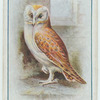 Barn owl.