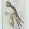 Swallow.