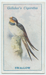 Swallow.