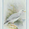 Herring gull.