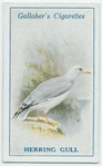 Herring gull.