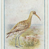 Curlew.
