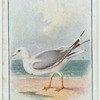 Common gull.