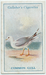 Common gull.