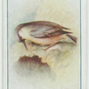 Nuthatch.