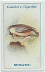 Nuthatch.