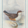 Dipper.
