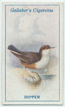 Dipper.