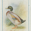 Mallard.