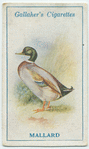 Mallard.