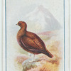 Grouse.