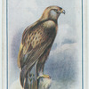 Golden eagle.