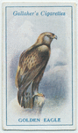 Golden eagle.