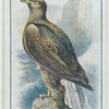 Sea eagle.