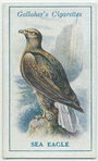 Sea eagle.