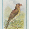 Song thrush.
