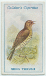 Song thrush.