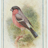 Bullfinch.