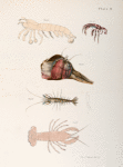 Crustacea 21. Pagurus pollicaris. 22. Pagurus longicarpus. 23. Gonodactylus setimanus. 24. Crangon septemspinosus. 25. Astacus bartoni.