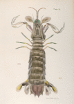 Crustacea] 54. [s.n.]