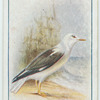 Lesser black-backed gull.
