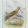Snipe.