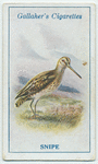 Snipe.