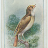 Nightingale.