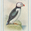 Puffin.