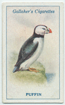 Puffin.