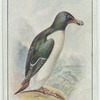 Razorbill.