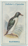Razorbill.