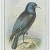 Raven.