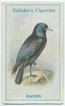 Raven.
