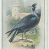 Jackdaw.