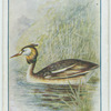 Great crested grebe.