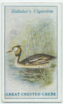 Great crested grebe.