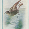 Storm-petrel.