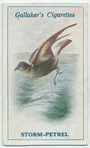 Storm-petrel.