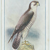 Peregrine falcon.
