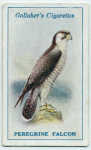 Peregrine falcon.