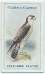 Peregrine falcon.