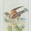 Kestrel.