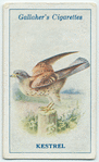 Kestrel.