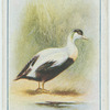 Eider duck.