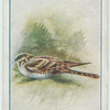 Nightjar.