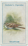 Nightjar.