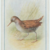 Water-rail.