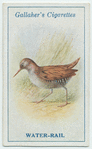 Water-rail.