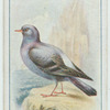 Rock pigeon.